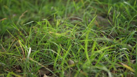 caucasian woman's left hand picks up glass bottle litter in public park