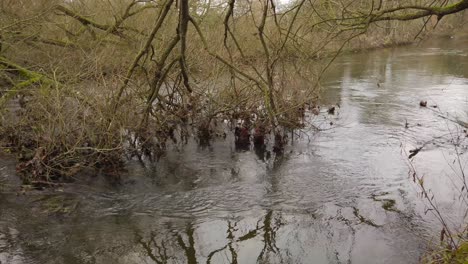 An-establishing-shot-of-the-calm-flowing-water-of-the-Thetford-Little-River,-the-water-pushing-around-a-fallen-tree-as-it-flows-downstream-in-Norfolk,-England