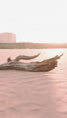 driftwood on a sandy beach at sunset