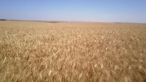el campo de trigo dorado