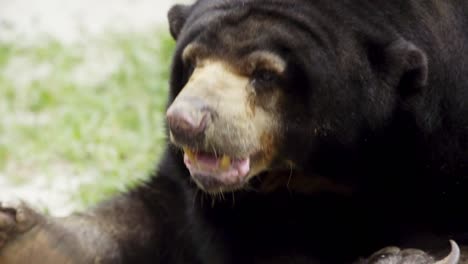 closeup on yellow snout and face of sun bear breathing looking around while laying in enclosure