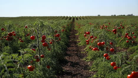 a vast field of vibrant green tomato plants laden with ripe red tomatoes under a clear sky