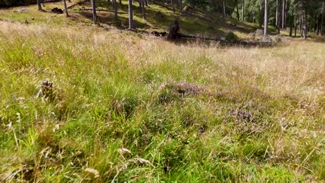 camera slowly pans over lush green grass and wildflowers in glen clova, scotland, under bright natural sunlight with a tranquil, pastoral mood