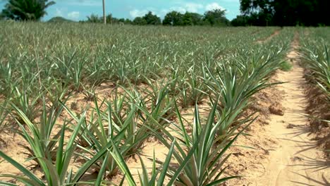 plantaciones de piña campo de piña granja de piña filmada en sony a6500 con lente speedbooster metabone: canon 16-35 f2