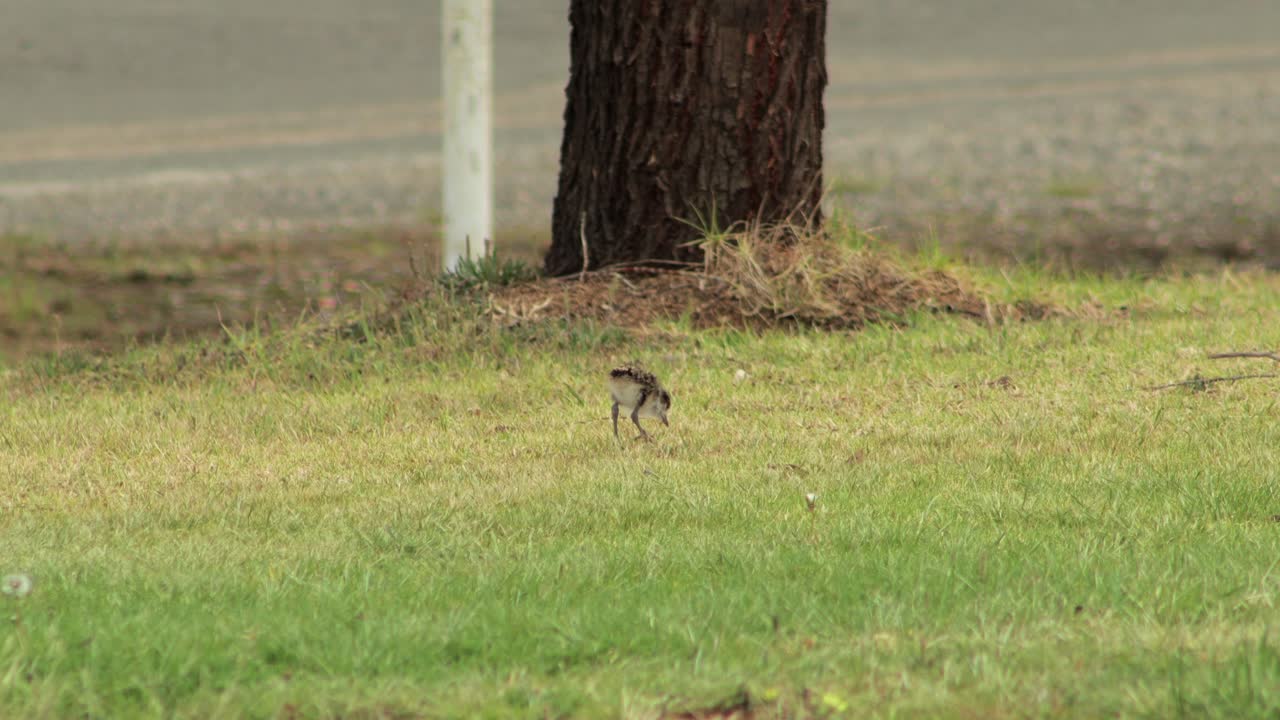 pollito enmascarado plover de alas de regazo picoteando forrajeando y caminando por la hierba