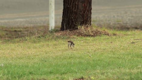 Baby-Chick-Masked-Lapwing-Plover-Pecking-Foraging-And-Walking-On-Grass