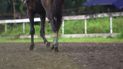 mostrando las patas del caballo mientras camina por la pista
