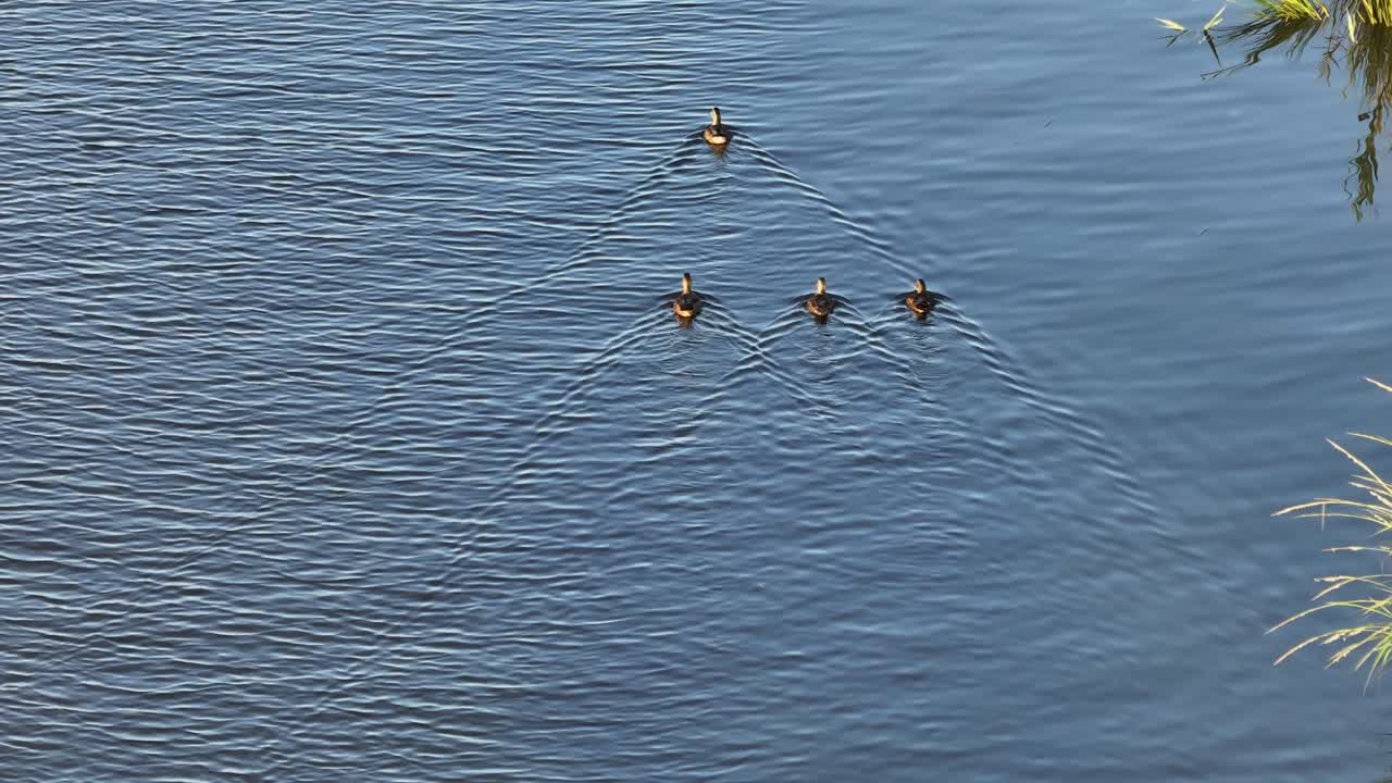강에서 수영하는 오리 그룹