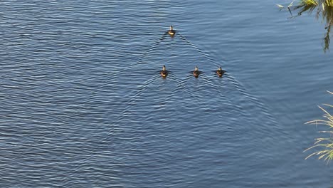 a group of ducks swimming on a river