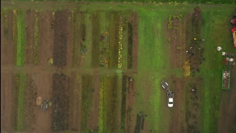 anonymous people working on agricultural plantations on sunny day