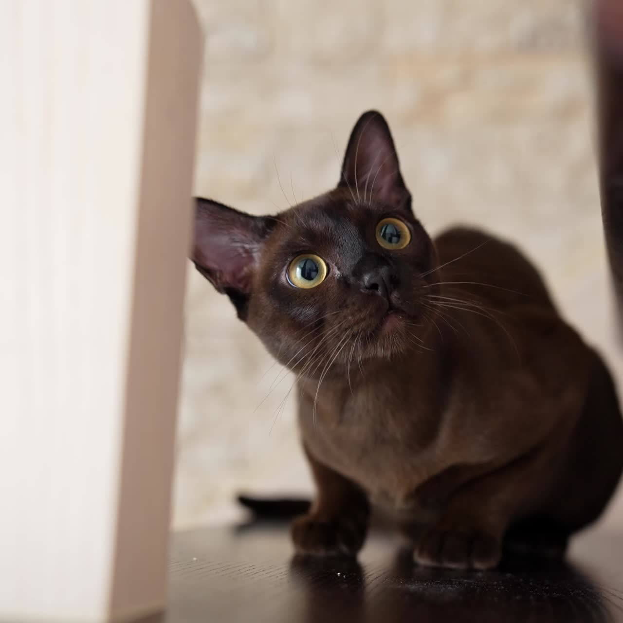 Simpatico gattino che caccia e osserva. Adorabile gatto scuro seduto a terra che gioca cacciando