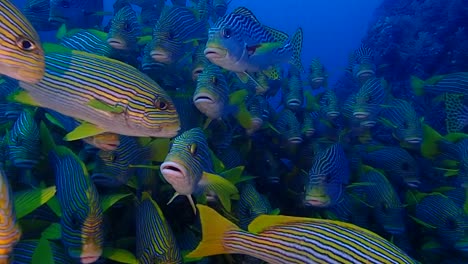 close up to many fish swimming closely together