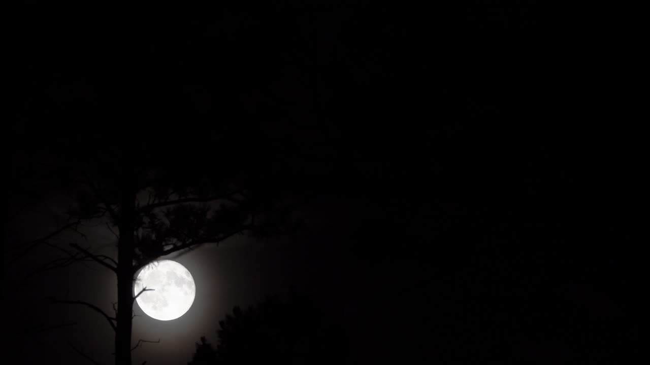 Full Moon Rising with Silhouetted Trees and Dark Night Sky
