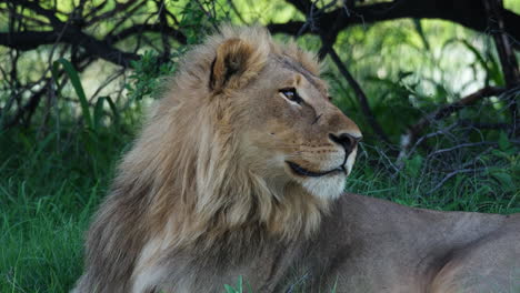 Close-Up-Of-A-Lion-Sitting-In-The-Grass