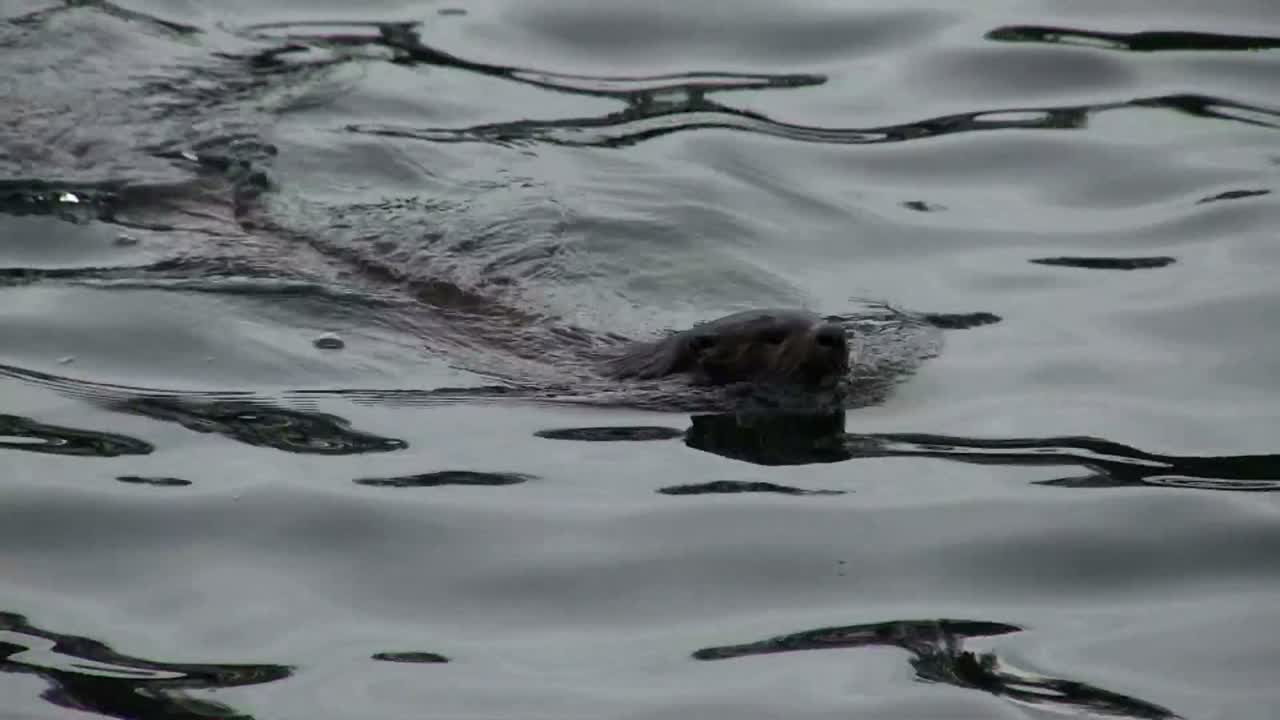 una nutria nada en un rio