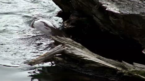 An-otter-swims-in-a-río