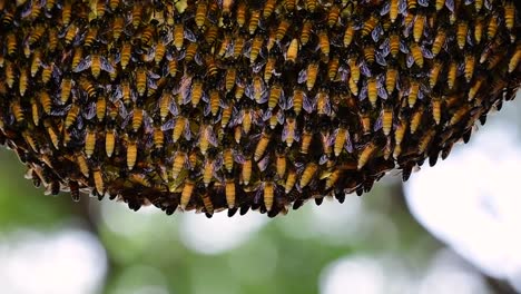 Es-Ist-Bekannt,-Dass-Riesige-Honigbienen-Große-Nestkolonien-Mit-Symmetrischen-Taschen-Aus-Wachs-Bauen,-In-Denen-Sie-Honig-Als-Nahrungsquelle-Speichern-Können