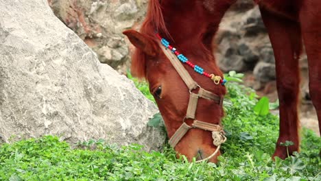 horse grazing green grass close up