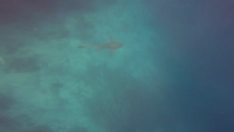 Top-view-of-Shark-swimming-slowly-in-the-deep-sea