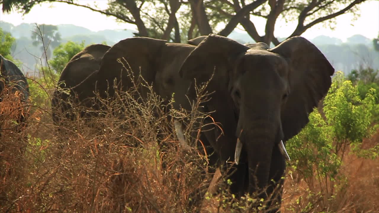 elefante con cicatrices sacude la cabeza rápidamente
