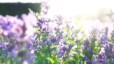 Slow-motion-flower-on-wind-and-very-close