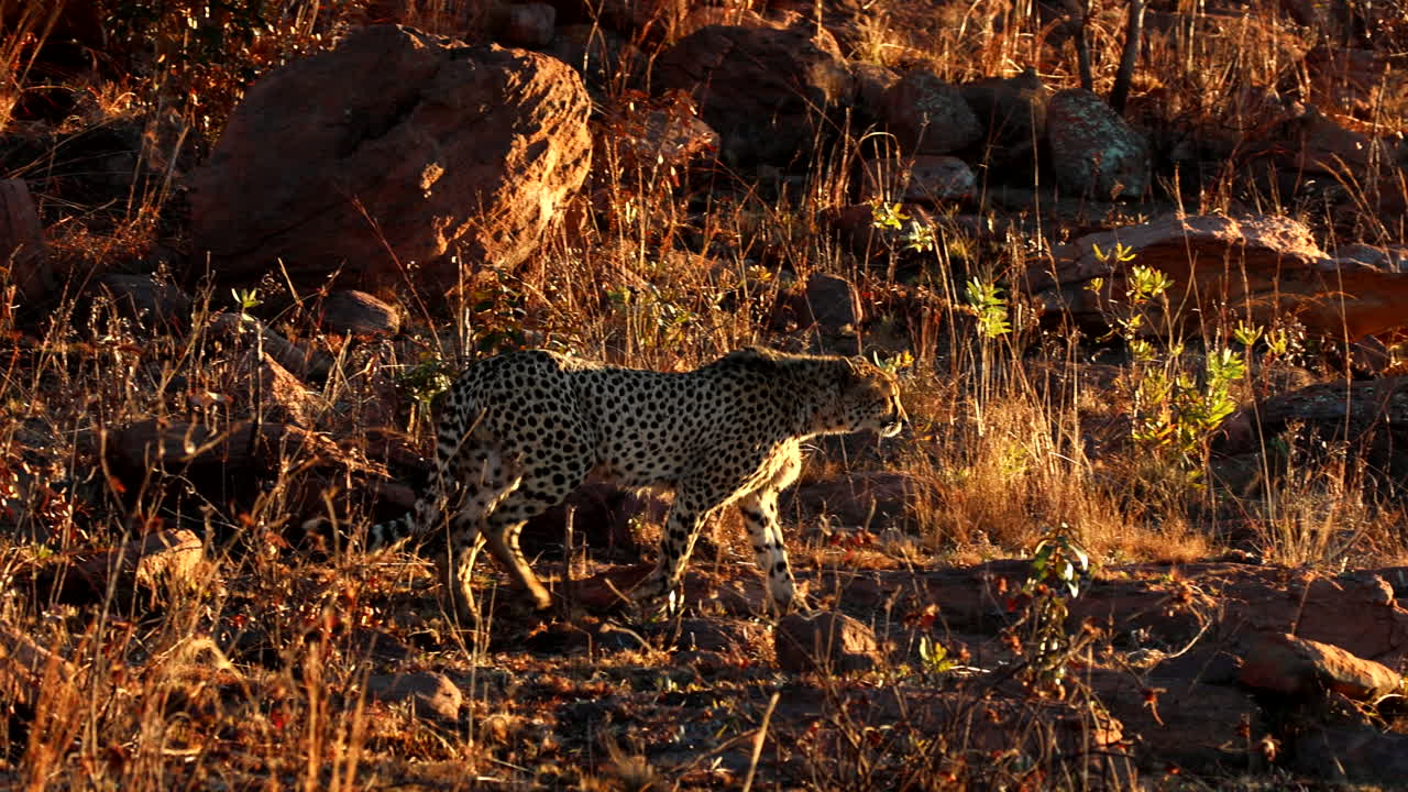 Determined strides of cheetah through rocky terrain in golden sunrise light