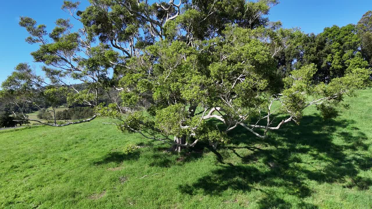 Aerial footage of a solitary tree in a lush green field under clear blue skies, captured in Bellingen, NSW
