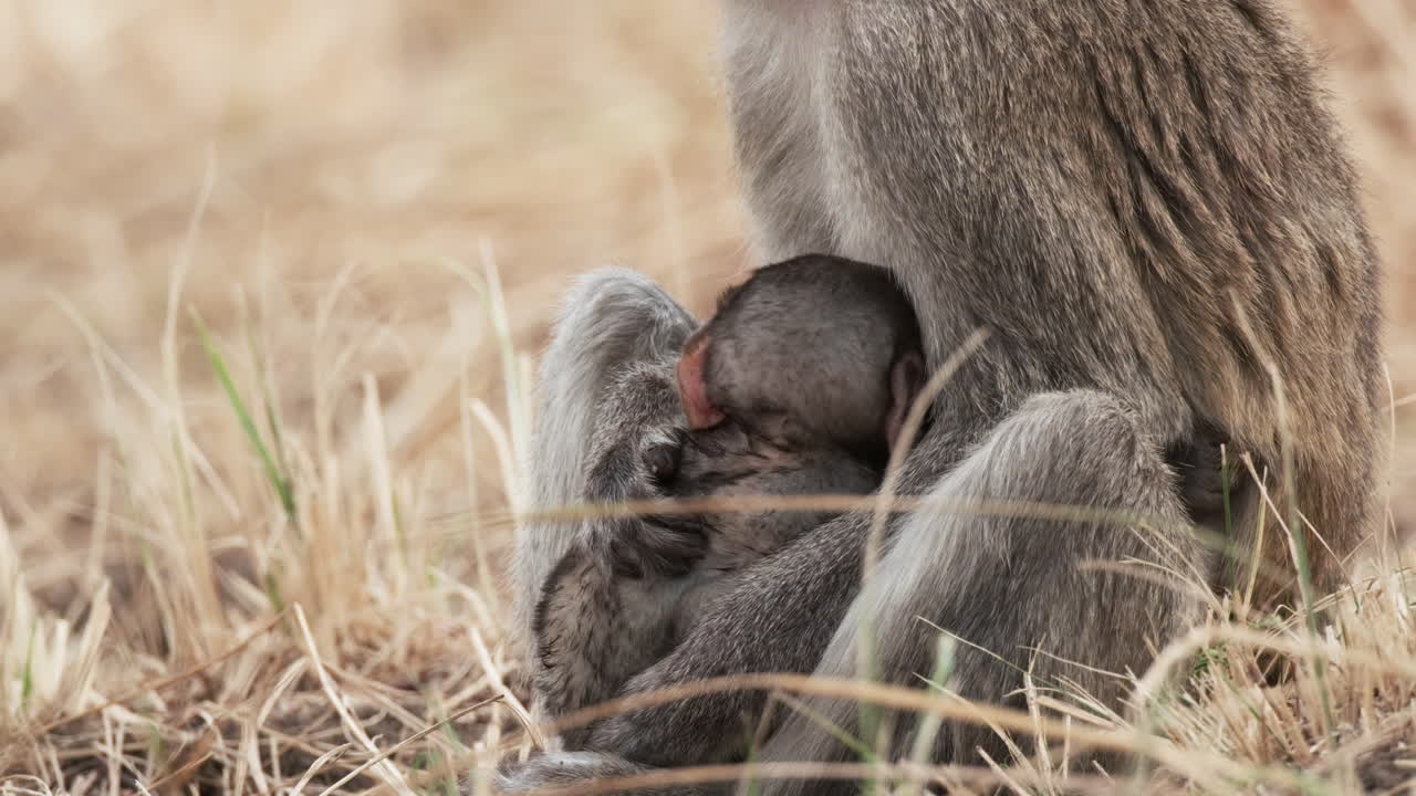 Bayi Monyet Menyusu pada Induknya