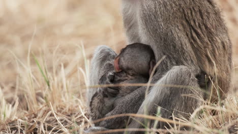 Bebé-Mono-Chupando-Leche-A-Su-Madre.