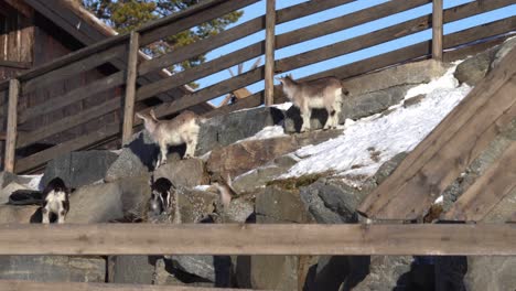 young happy and playful goats having fun on rocks outside wooden fence - sunny winter day in langedrag farm norway