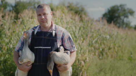 ein bauer hält zwei große gänse 1