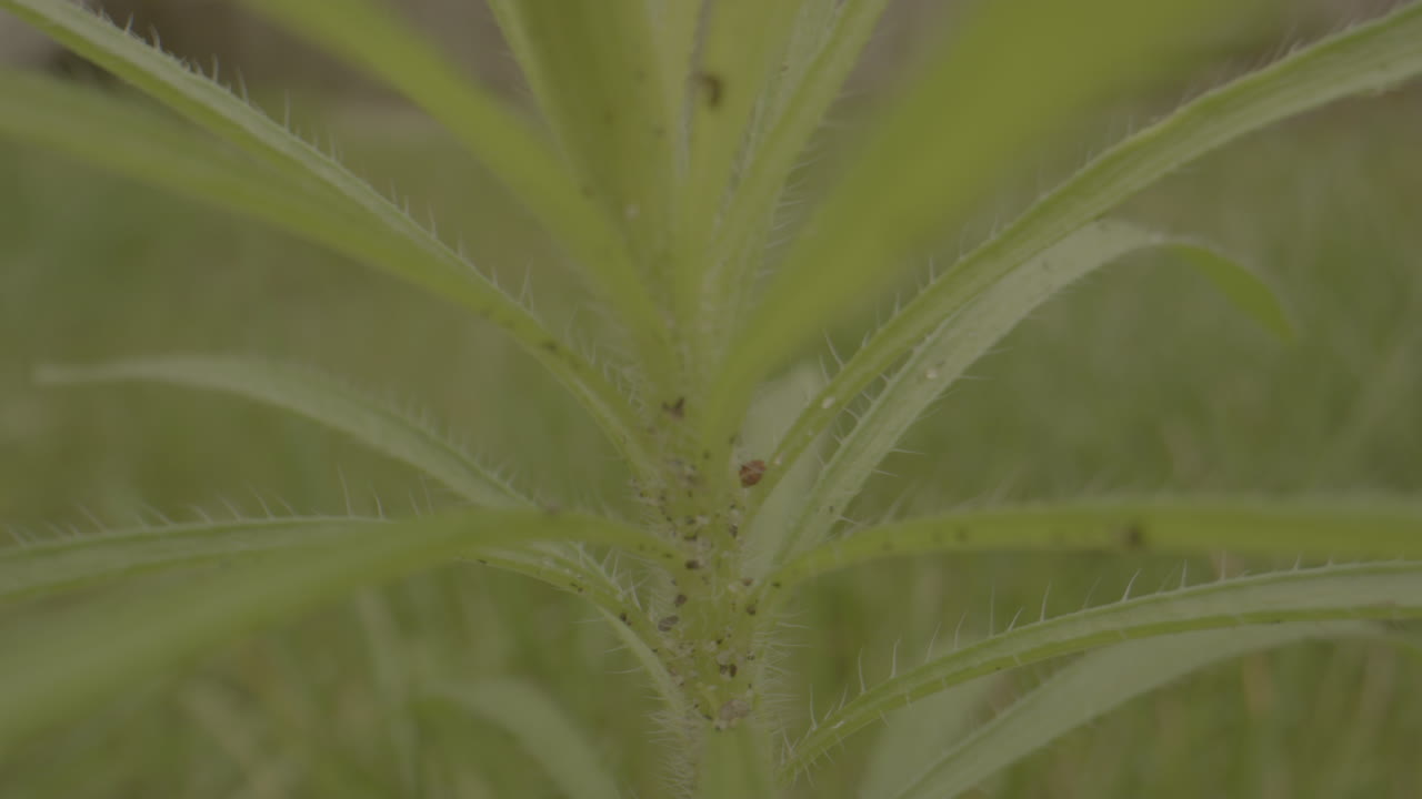녹색 정원에 있는 작은 잡초 식물의 매크로 샷