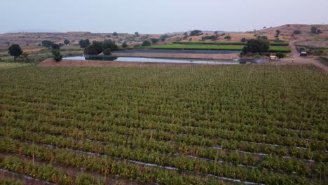 Vista-Panorámica-Del-Campo-Agrícola-De-Viñedos-De-Uva-En-Las-Montañas,-Estanque-De-Riego-De-Uvas,-Maharashtra,-India