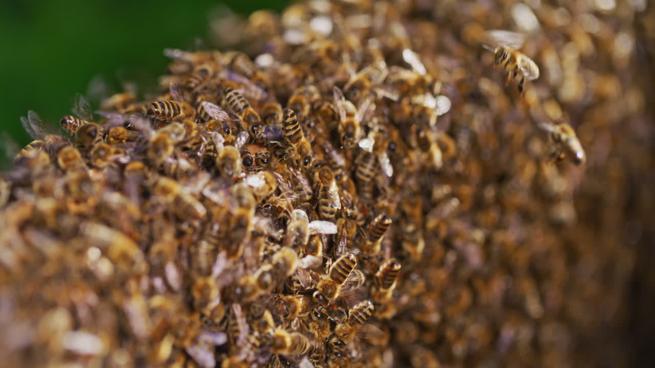 miles de abejas trabajadoras en la colmena