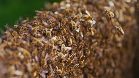 thousands of working bees in hive