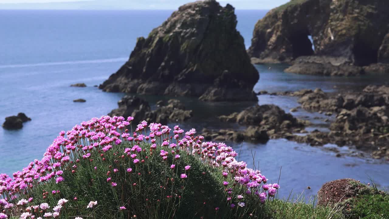 Seapinks and sea stacks summer copper coast Ireland epic locations