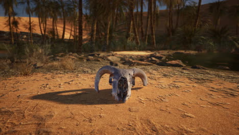 ram skull in the desert