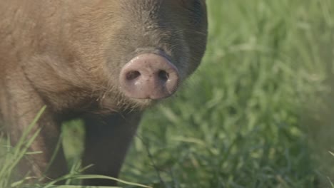 cute, free range, brown pig with big ears and a big snout on a green field of grass