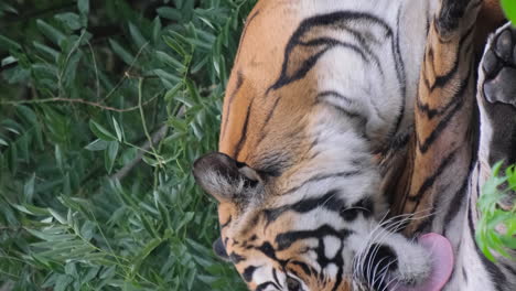 the ussuri tiger lies and licks its foot. adult tiger lying on wooden boards and licking his paw. tiger bath. a tiger cleaning. vertical video