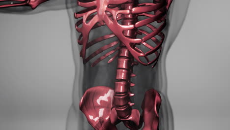 animación médica renderizada en 3d de unos huesos humanos