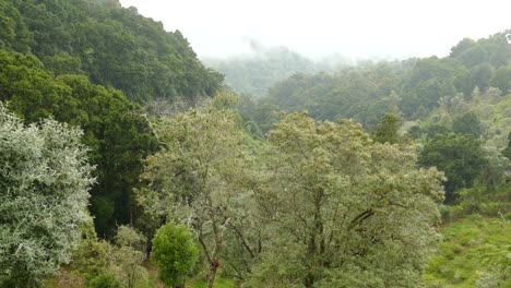 beautiful foggy forested valley surrounded by the hills of the costa rica rainforest