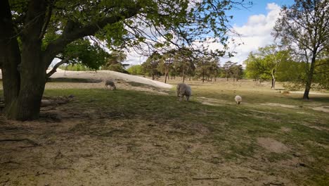 Sheep-grazing-on-a-heather