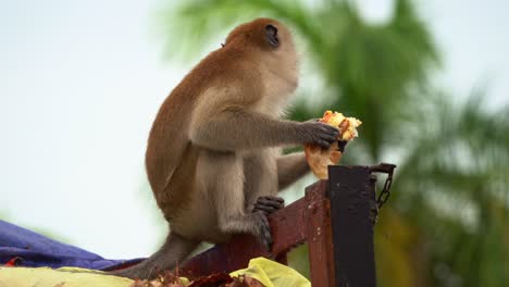 wild crab-eating macaque, long-tailed macaque spotted on top of a dumpster truck, bolting down food with its prehensile hands, close up shot