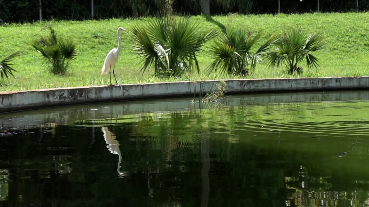 아름다운 초록색 호수의 가장자리에 서있는 긴 과 egret