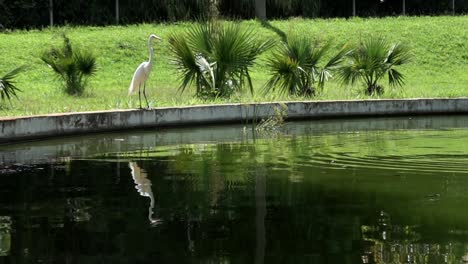 long shot of and egret standing at the edge of a beautiful green lake