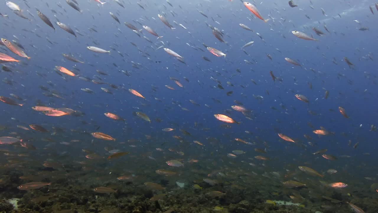 Grande banco di pesci tropicali che nuotano sopra una barriera corallina nelle acque calme dell'isola di Mauritius. Composizione sottomarina pacifica ideale per la vita marina, documentari sulla natura e immagini di sfondo dell'oceano.