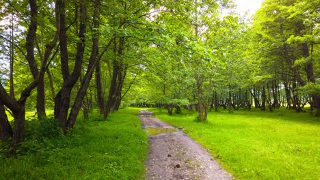 Wandern-Auf-Einer-Landstraße-Im-Wald,-Sommersaison