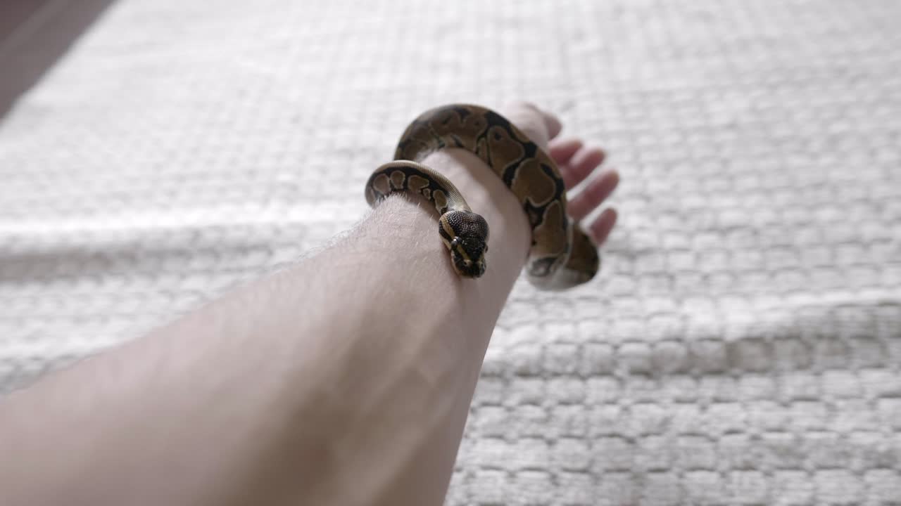 bebé phyton moviéndose alrededor de las manos