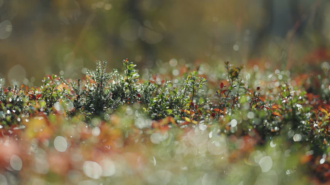 pequeñas plantas con cuentas de rocío en la colorida tundra de otoño