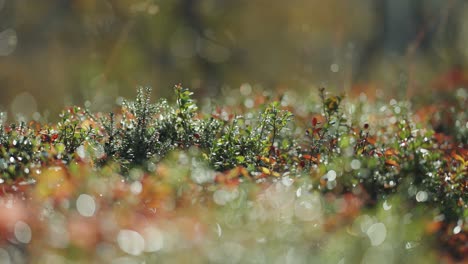 Pequeñas-Plantas-Adornadas-Con-Rocío-En-La-Colorida-Maleza-De-La-Tundra-Otoñal.